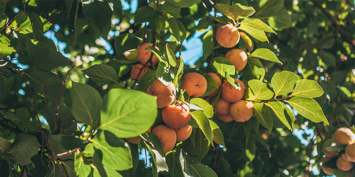 It’s Bio: la dolcezza del kaki biologico arriva sulle tavole europee